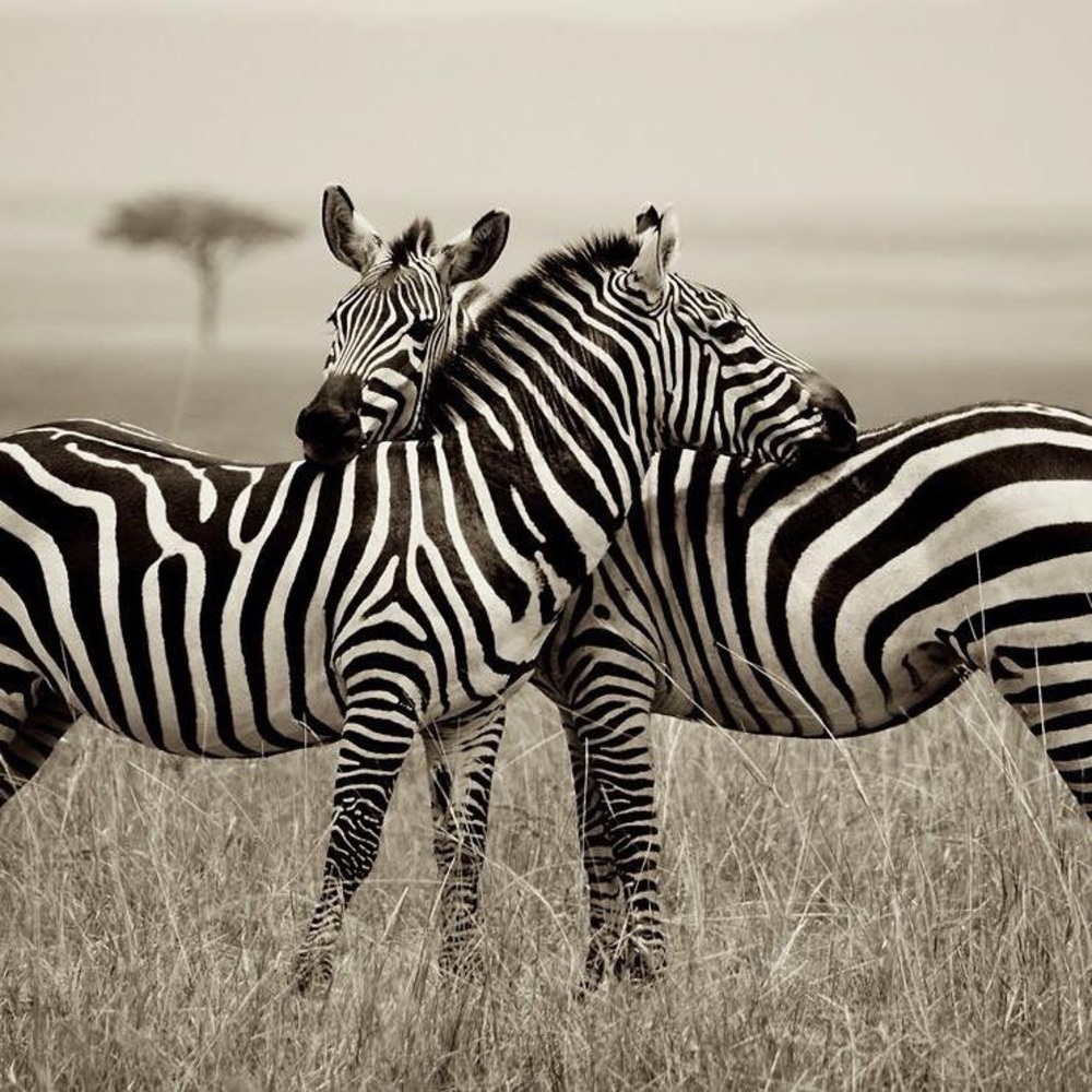 EHLERS-DANLOS SYNDROME (EDS)